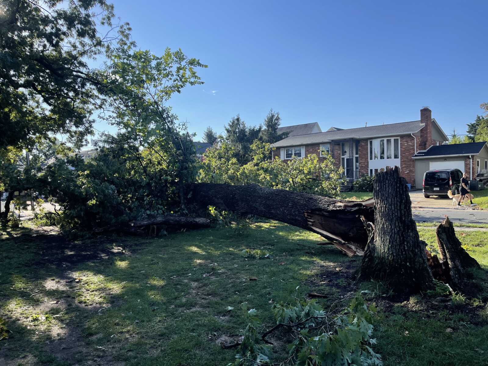 Fallen tree lies across a front yard and driveway, branches scattered, with a brick house in the background and a person walking a dog nearby.