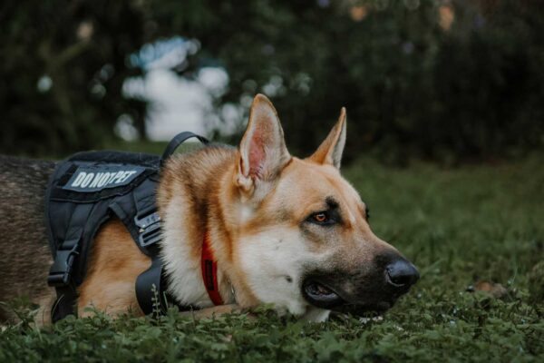 German Shepherd wearing a dark vest labeled 'DO NOT PET' lying on grass in a park.