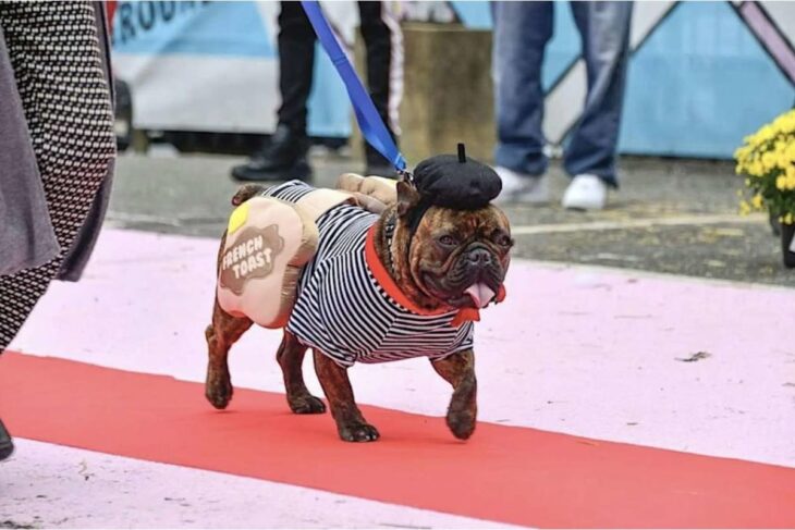 Brindled French bulldog in a striped shirt, black beret, and red scarf walking on a pink carpet at an event, with a small 'French Toast' sign on its side badge.