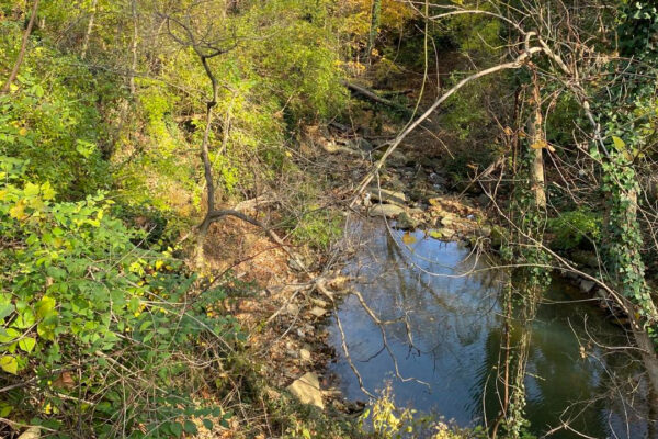 Narrow rocky creek winding through a dense green forest, with branches overhanging the water.
