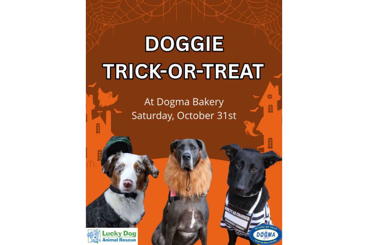 Poster for Doggie Trick-or-Treat at Dogma Bakery featuring three dogs and Halloween imagery; Oct 31 event announcement.