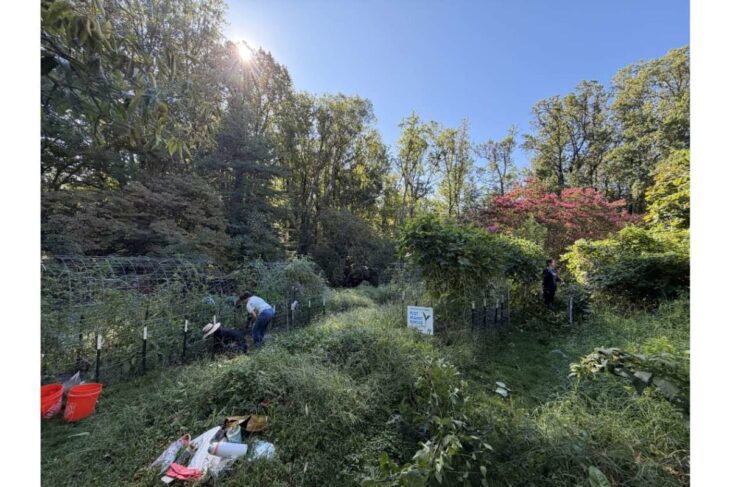 People tending a lush community garden on a sunny day, weeded rows beside a trellis.