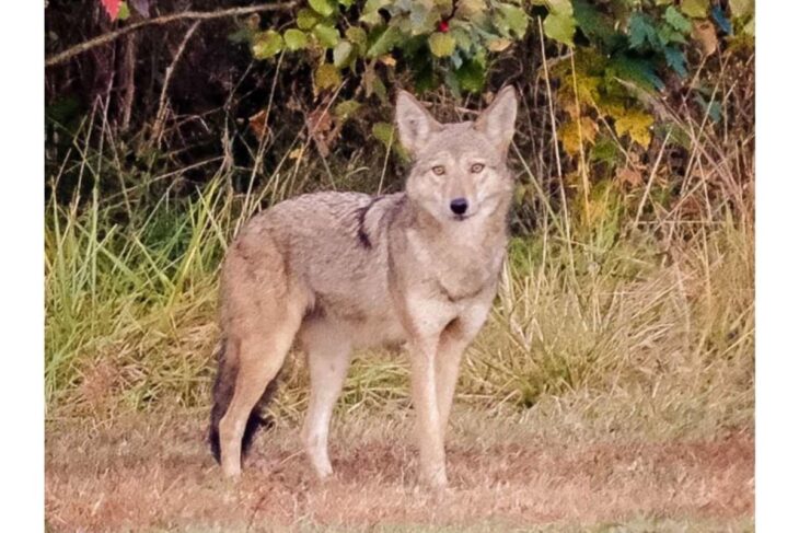 Coyote standing in a grassy field with bushes in the background, looking toward the camera.