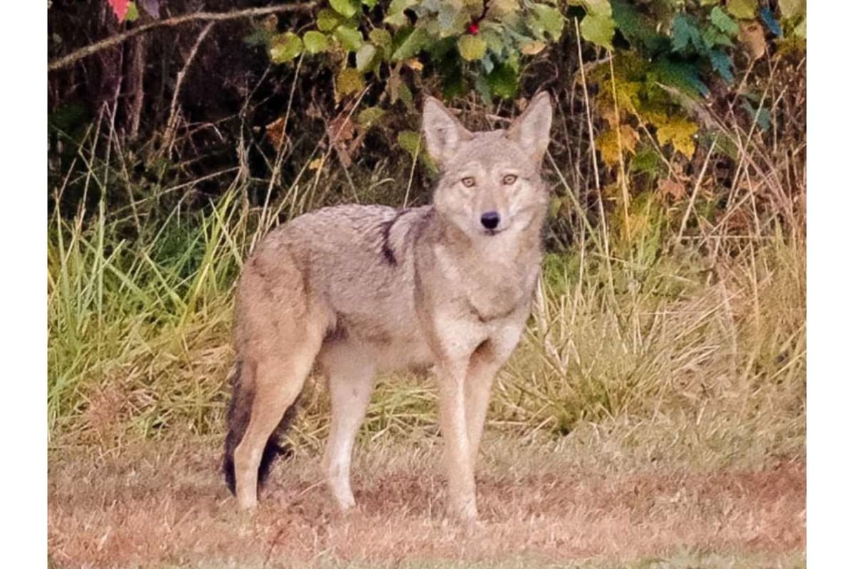 Coyote standing in a grassy field with bushes in the background, looking toward the camera.
