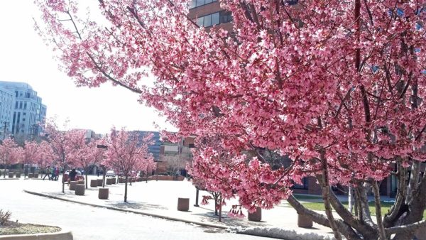 Cherry blossoms in Courthouse