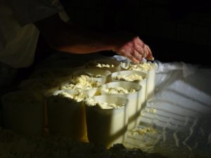 Jersey Blue cheese being made (photo by Katie Carter)