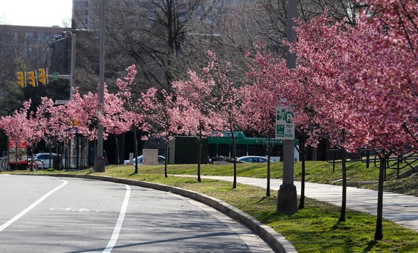 Cherry blossoms on 15th Street S. in Pentagon City on 3/14/13