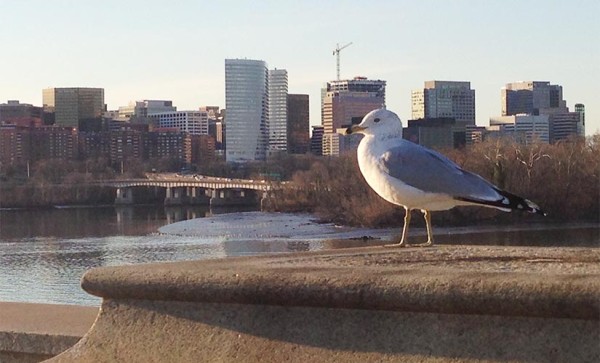 A seagull and a view of Rosslyn (photo courtesy Scott Shelbo)