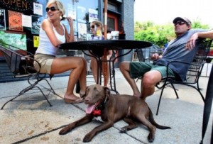 Dog at a sidewalk cafe (photo via Arlington County)