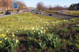 Daffodils next to Route 50