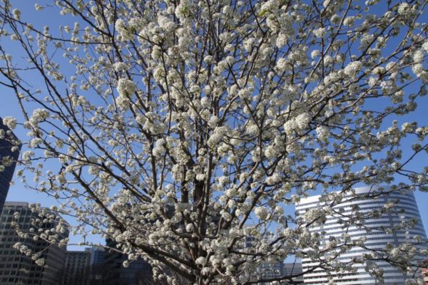 A tree in bloom in Rosslyn