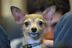 A Chihuahua (photo by Paul Komarek)