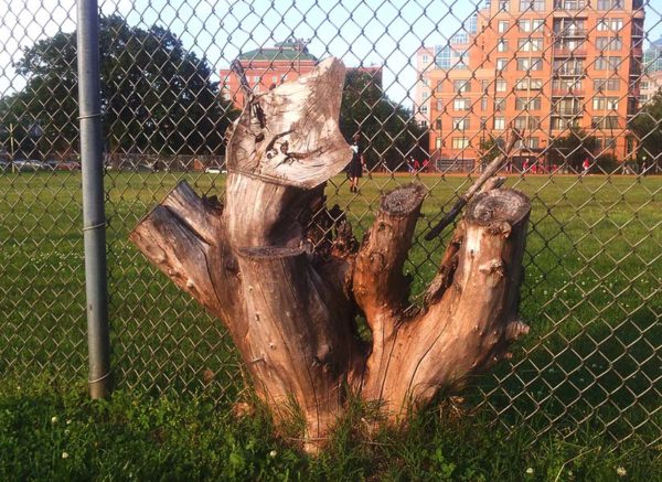 Stuck stump at Quincy Park