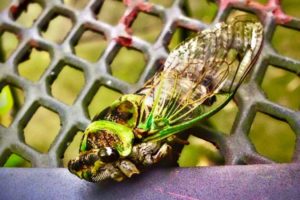 Cicada by Christaki