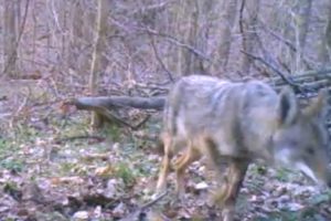 Coyote spotted in Arlington in Potomac Overlook Regional Park