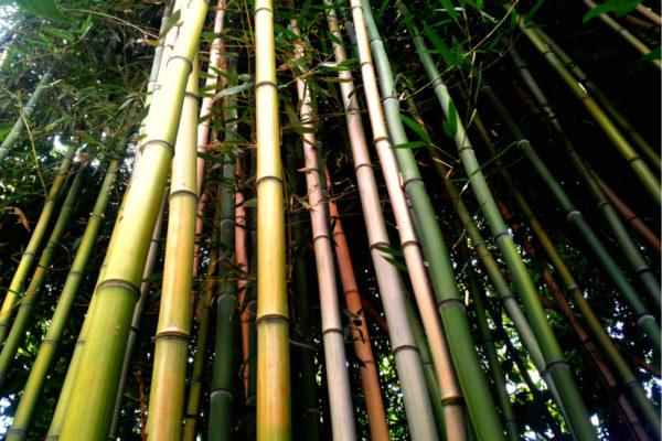 Bamboo in the North Highlands neighborhood